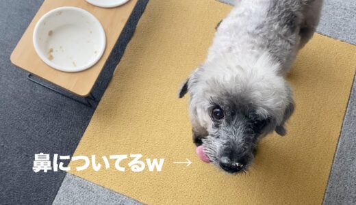 保護犬のふわふわビフォーアフター。ご飯にも変化｜Day102