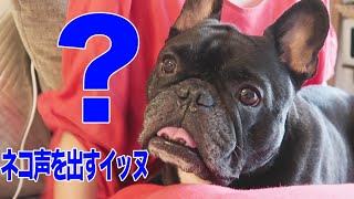 犬やめたの？猫みたいな鳴き声を連発するココ氏w