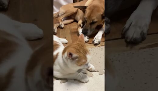 兄ちゃん何してるの？ #猫のいる暮らし #犬と猫 #犬のいる暮らし