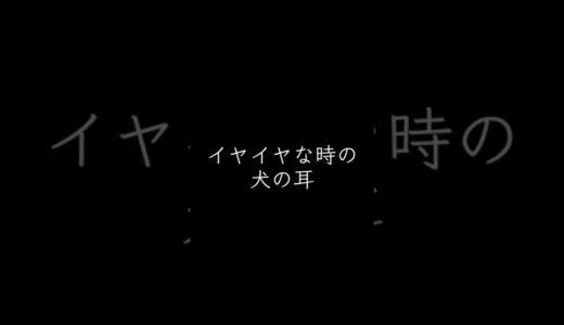 犬は耳だけでここまで感情を表現できるんです(驚