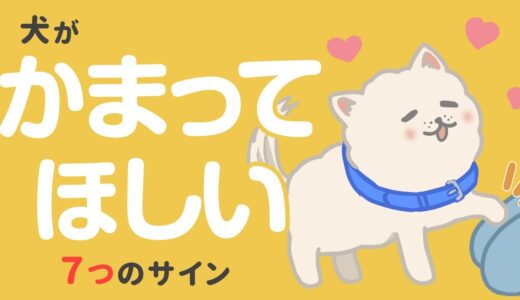 飼い主さん気づいて！犬がかまってほしいサイン