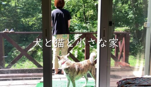 夏の北海道で犬と猫とのんびり森暮らし【田舎暮らし】