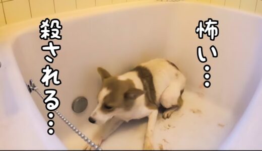 【心を開く元野犬】殺処分に怯えた保護犬と歩んだ8ヶ月間