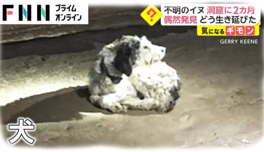 不明の犬 洞窟に2カ月　偶然発見 どう生き延びた　アメリカ