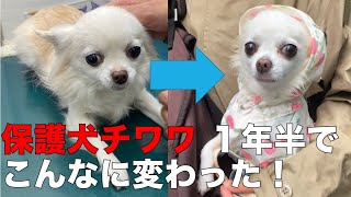 保護犬チワワ　１年半でこんなに変わった！