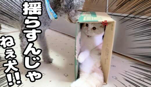 子猫におもちゃをプレゼントしたら犬達が揺らしまくってブチ切れてしまった…笑