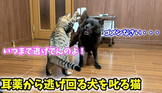 耳薬から逃げ回りすぎて猫にお叱りを受ける犬