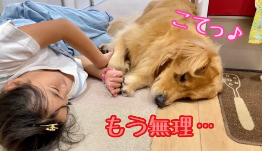 楽しそうに遊んでいたのに、突然コテッと力尽きて寝ようとする大型犬クッキー【ゴールデンレトリバーとミニチュアダックスフンド】