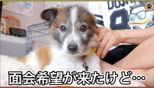 噛み犬保護犬レオに面会希望が来たけど手放しでは喜べない現実