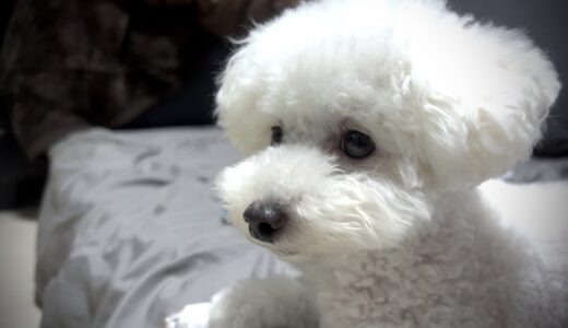 犬だと思って飼っていたのに実は猫だった件について。