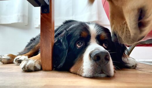 急激に元気がなくなった老犬バーニーズの現在