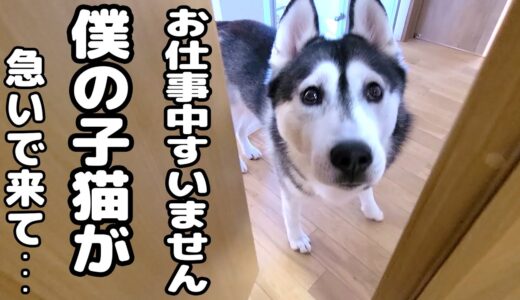 ハスキー犬が涙目で騒いでるのでついて行ってみると子猫が大変なことに...