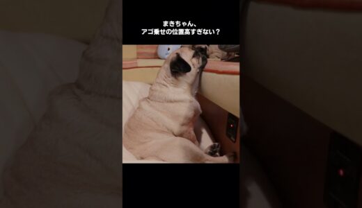 眠り方のクセがすごい元繁殖犬