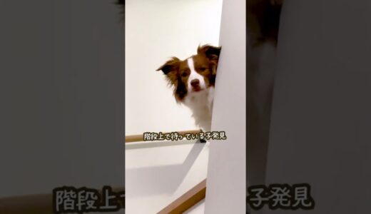 ひとりで寝室に行くのが寂しい犬のついてきて圧力が可愛いすぎる！！ｗ【ボーダーコリー】 #shorts