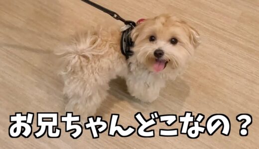 兄犬と少し離れただけでも寂しくなっちゃう弟犬が愛おしいw【マルプー】