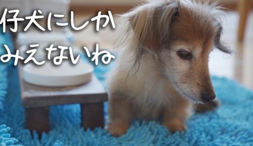 【17歳と15歳老犬カニンヘンダックスVlog】老犬が仔犬に戻る日。老犬は本当に可愛い、愛すべき大切な家族。