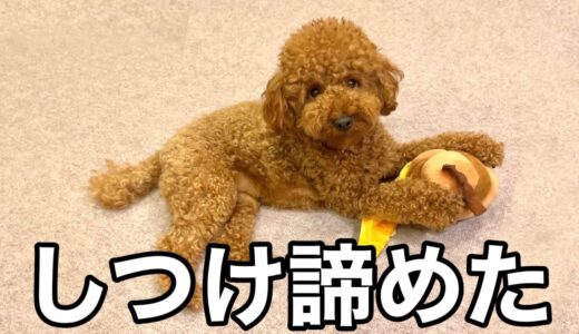 犬の躾（しつけ）諦めたらこうなります。