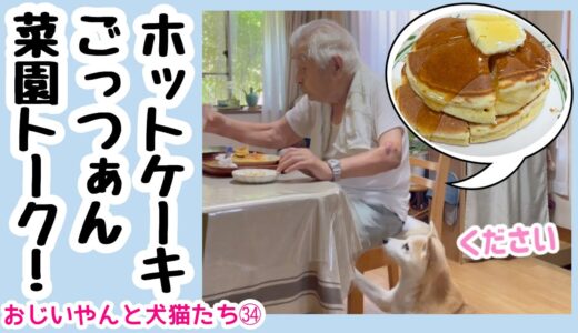 おじいやんと犬猫たち㉞ホットケーキ食べて菜園トーク