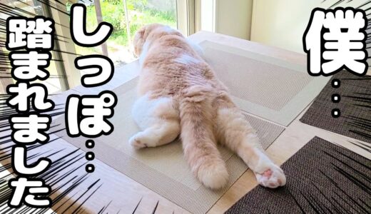 うっかり犬が子猫のしっぽを踏んで怒って拗ねちゃいました…