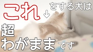 愛犬が超わがままになってしまうNG習慣【犬の飼い主】