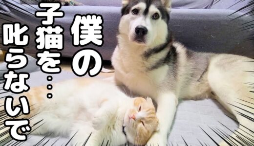 大好きな子猫が怒られていると寄ってきて一緒に反省するハスキー犬達...笑