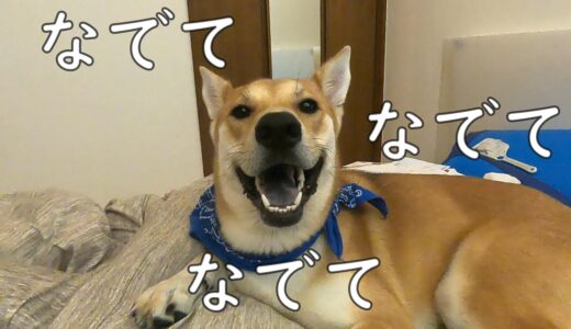 いくらでも撫でて欲しそうな保護犬ワンジロー