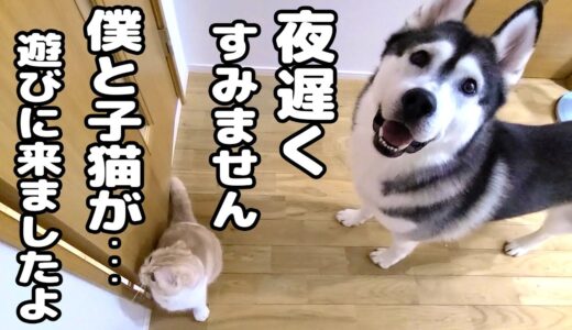 仕事中、深夜に訪ねて来た子猫と犬の訪問者に困ってます...笑