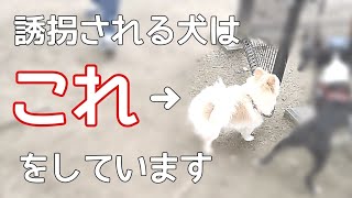 犬が誘拐されるかもしれない絶対にするべきじゃないNG行為【犬の飼い主】