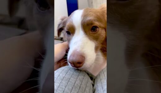 犬が飼い主を散歩に連れ出す方法があざとすぎるw【ボーダーコリー】 #shorts