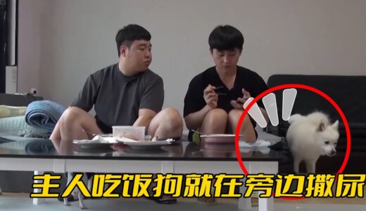 主人吃飯狗狗撒尿，被訓犬師瘋狂嘲笑：你這不是廁所嗎？