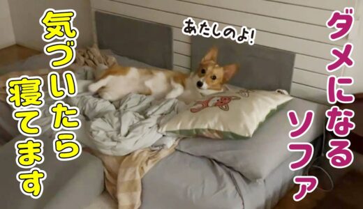 元気になった人間とダメになった犬！