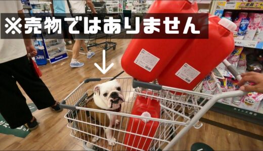 妹犬、大好きなパパとのデートで「こんなはずじゃなかった」感がすごいWWW