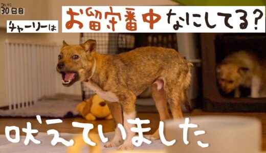 牧場に捨てられてた犬との生活30日目  犬はお留守番中なにしてる？