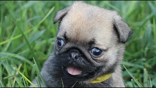 巴哥幼崽第一次离开妈妈来到外面世界，这表情简直太囧了！Pug puppy left mum to search outside world. Confused expression!