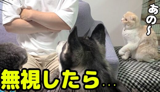 話しかけてくる猫を無視したら犬たちがブチ切れた...笑