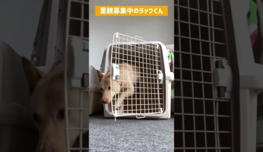 自分の部屋の開け閉めは自分でする保護犬ラックくん#保護犬 #愛媛 #里親募集