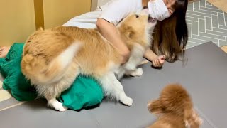 感動のお出迎えではなく..激おこ犬でした😂【ボーダーコリー】