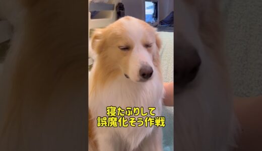 寝たふりして苦手な事から回避したい犬【ボーダーコリー】#shorts