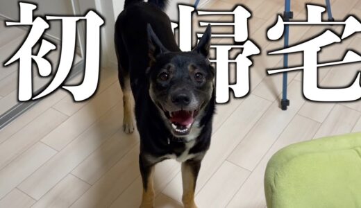 施設で寝泊まりさせている保護犬をはじめて自宅に招いてみたら超笑顔！