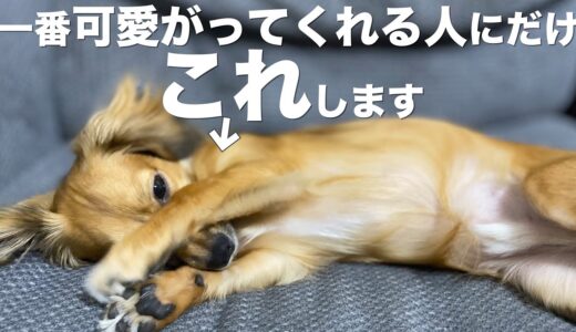 犬は一番可愛がってくれる人にだけこれします。