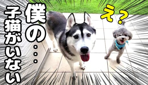 帰宅したら子猫がいなくて焦った主と犬達...