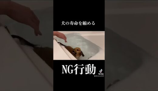 犬にしていると寿命が縮まってしまう行動 #shorts