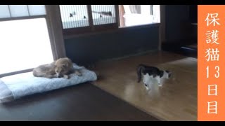 犬がいる家に子猫がやってきたら こんな感じになります