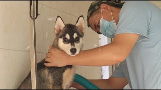 鲜明对比！狗幼年期是否洗过澡的区别也太大了Stark contrast ! The difference between if dog was bathed in puppy time is big