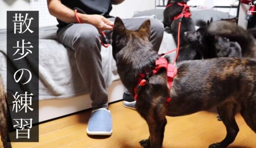 甲斐の三兄弟　リードとハーネスの練習　甲斐犬