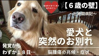 【犬の脳腫瘍】ゴールデンレトリバーの壮絶な余命…闘病記 🌈 He was Alive! :) はななん日記♡