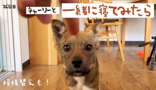 牧場に捨てられてた犬との生活26日目 居間で一緒に寝てみた＆大模様替え