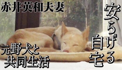 【保護犬】元野犬カマロにとって自宅が安らげる場所に！！【赤井英和夫婦と元野犬が共同生活】