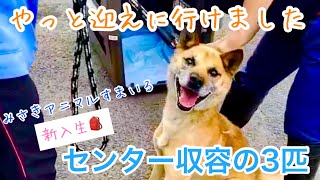 【保護犬】収容期限が迫っていた3匹のわんちゃんがやってきた！【保健所】