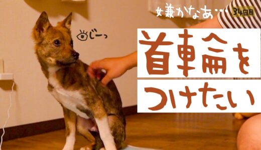 牧場に捨てられてた犬との生活34日目 首輪をつけたい…